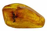 mm Fossil Ant (Formicidae) In Baltic Amber #120651-1